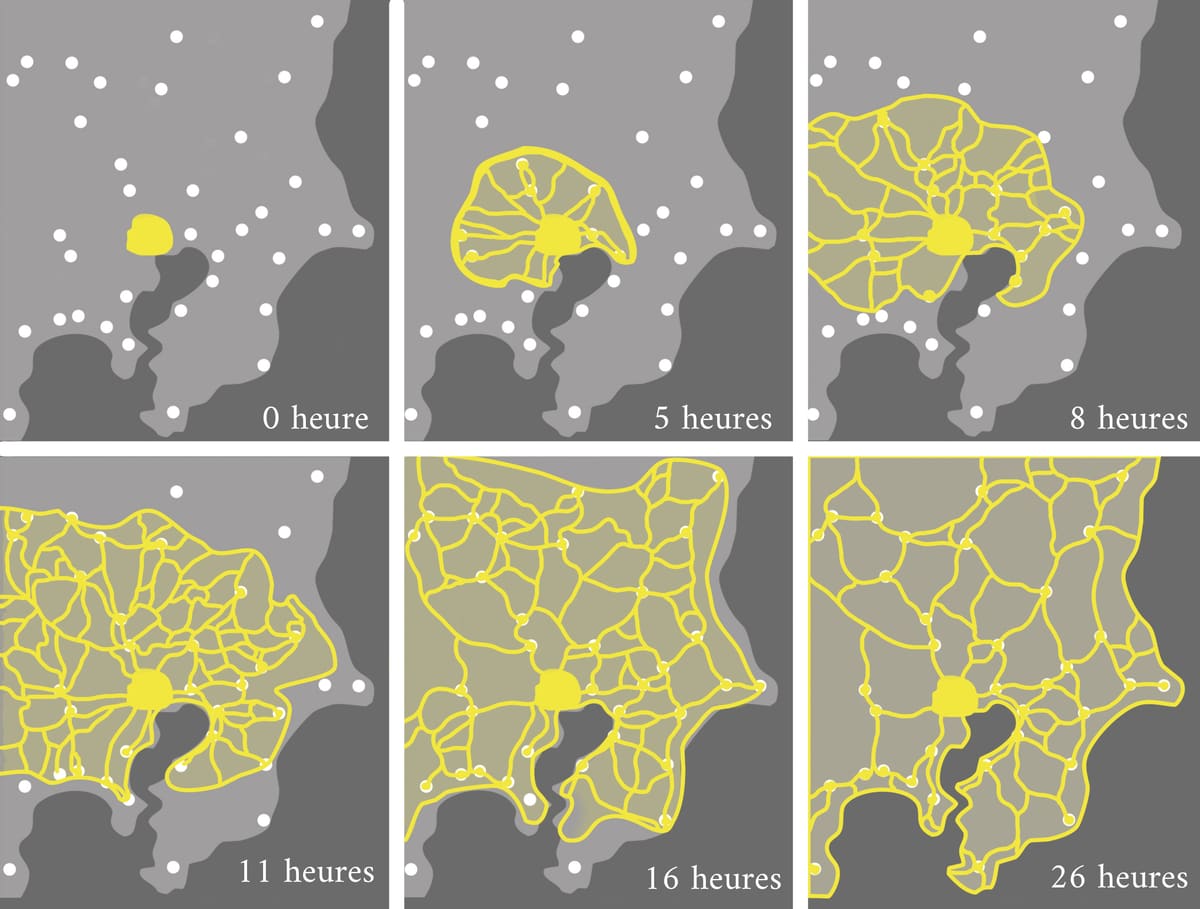 Six-panel time sequence showing yellow Physarum polycephalum spreading from a central point into a branching transport network across marked food locations.
