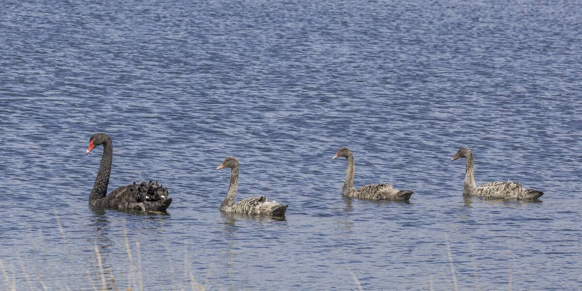 A black swan with grey cygnets swimming on water.